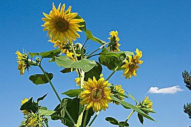 未来游戏展：《准备对决！》新预告 女版佐罗挑战恶徒